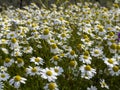 Chamomile stands out as a complete source of healing Royalty Free Stock Photo